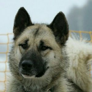 Meet your Posher, Domii